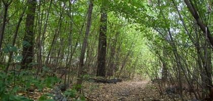 'Rechkunovka'
