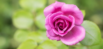 Macro Nature