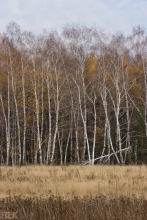 2008-050